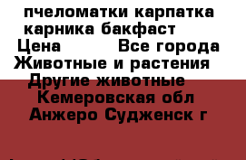 пчеломатки карпатка карника бакфаст F-1 › Цена ­ 800 - Все города Животные и растения » Другие животные   . Кемеровская обл.,Анжеро-Судженск г.